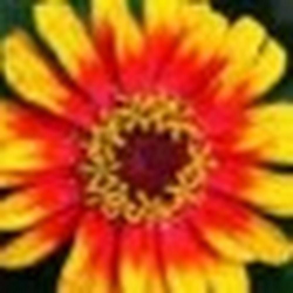 Meet your Posher, Sophia